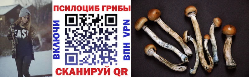 Галлюциногенные грибы Psilocybe  даркнет сайт  Гусиноозёрск 